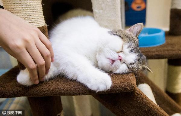 貓經(jīng)濟(jì)興起 今天你“吸貓”了嗎？