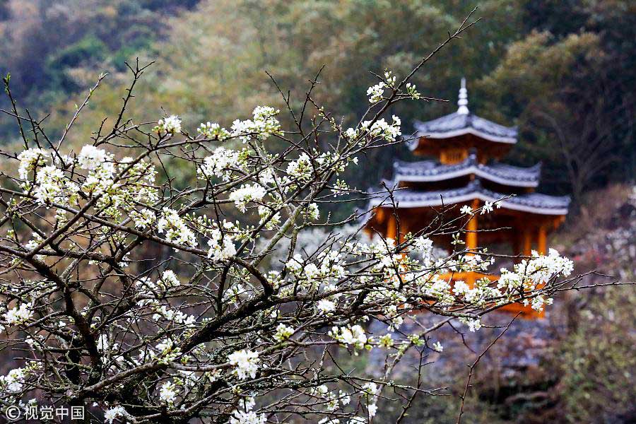 踏青季：春天盛開(kāi)的9種鮮花 哪一種最美？（組圖）