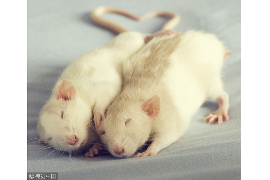 世界睡眠日特輯：小動(dòng)物們的超萌睡姿（組圖）