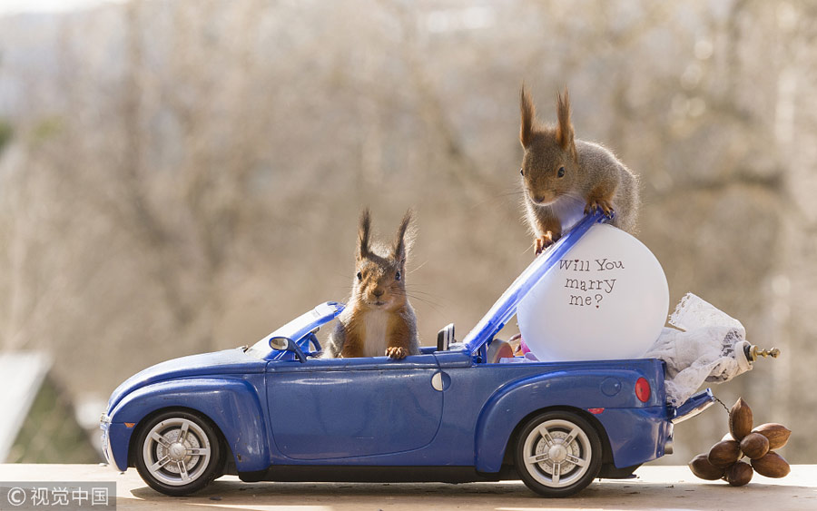 英國(guó)王室婚禮在即！看小松鼠演繹“童話婚禮”（組圖）