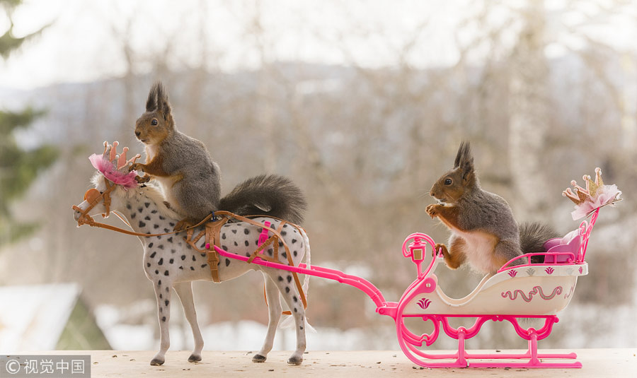 英國王室婚禮在即！看小松鼠演繹“童話婚禮”（組圖）