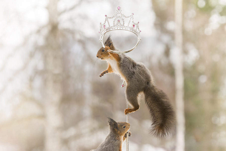 英國王室婚禮在即！看小松鼠演繹“童話婚禮”（組圖）