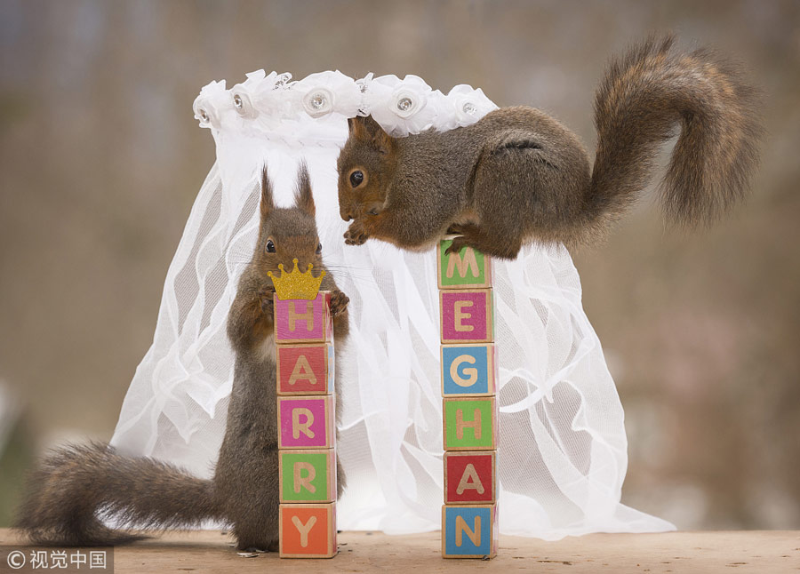 英國王室婚禮在即！看小松鼠演繹“童話婚禮”（組圖）