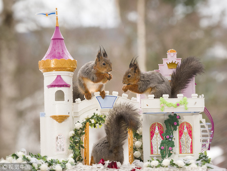 英國(guó)王室婚禮在即！看小松鼠演繹“童話婚禮”（組圖）